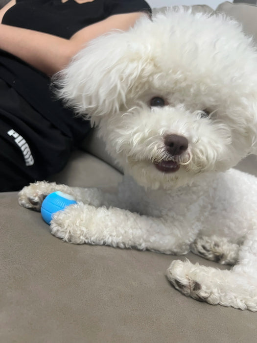 Small white dog holding the blue interactive rolling ball. Engaging toy suitable for both cats and small dogs for interactive play.