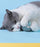 Gray and white cat hugging blue interactive rolling ball. Soft silicone texture makes it comfortable for cats to bite and play with.