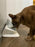 "Double Cat Bowl – Elevated Food & Water Bowl for Cats & Dogs"
"Pet Feeding Bowl – Dual Bowl for Cats and Small Dogs"
"Non-Slip Double Cat Bowl – Food & Water Dish Set"
"Elevated Dog and Cat Bowl – Ergonomic Pet Feeder"
"Durable Double Pet Bowl – Stainless Steel & Plastic Design"