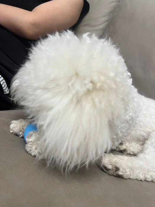 Small white dog playing with the blue interactive rolling ball on a couch. Suitable for both cats and small dogs for engaging play.