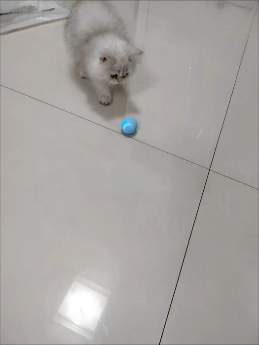 White fluffy kitten curiously watching the blue interactive rolling ball on a tiled floor. Engaging and stimulating playtime for pets.