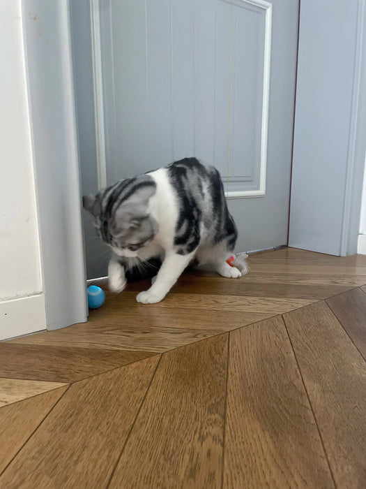 Gray and white cat playing with the blue interactive rolling ball near a door. Encourages active movement and feline curiosity.