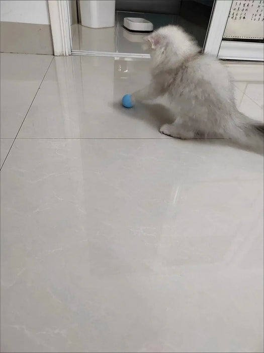 White kitten tapping the blue interactive rolling ball. Stimulates natural hunting instincts and provides fun exercise for cats.