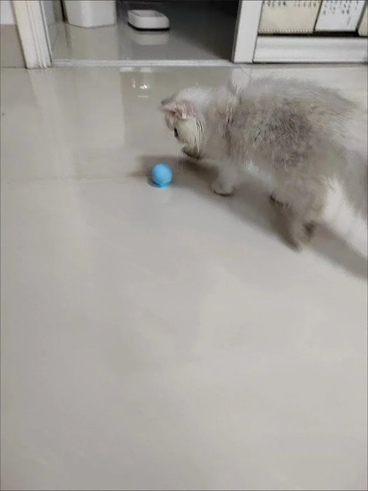 White kitten interacting with the blue rolling ball. Encourages active play and movement, keeping cats entertained and engaged.