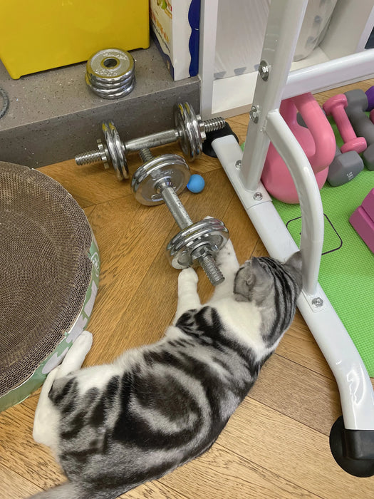 Gray and white cat lying near gym equipment with a blue interactive rolling ball. Fun and engaging toy for indoor feline play.