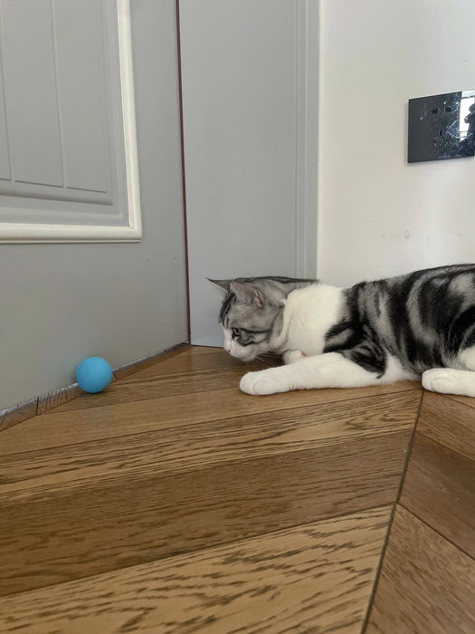 Gray and white cat lying near a door, staring at the blue interactive rolling ball. Encourages curiosity and active feline play.